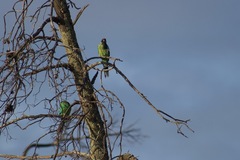 Barnardius zonarius barnardi