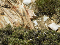 Aloeides damarensis