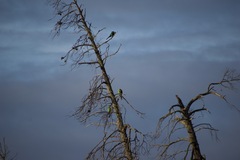 Barnardius zonarius barnardi