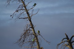 Barnardius zonarius barnardi