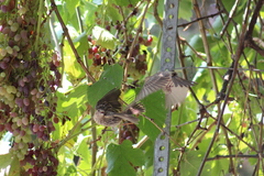 Haemorhous mexicanus