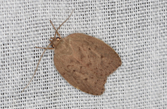 Garrha repandula