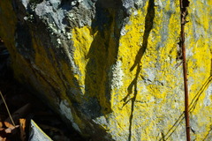 Chrysothrix candelaris