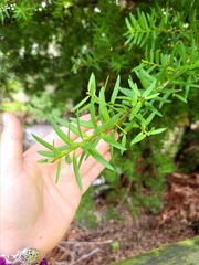 Podocarpus totara