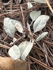 Croton californicus