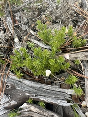 Galium andrewsii
