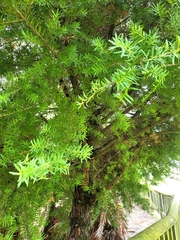Podocarpus totara