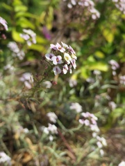 Lobularia maritima