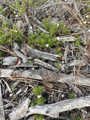 Galium andrewsii