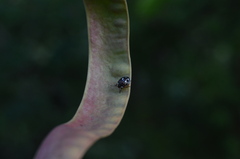 Chinavia erythrocnemis