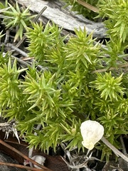 Galium andrewsii
