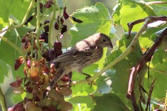 Haemorhous mexicanus