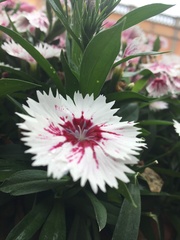 Dianthus chinensis × barbatus