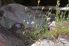 Erigeron arenarioides
