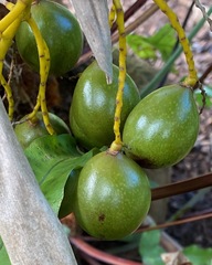 Pritchardia maideniana