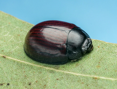 Paropsisterna