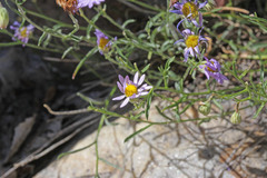 Erigeron arenarioides