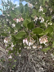 Arctostaphylos rudis