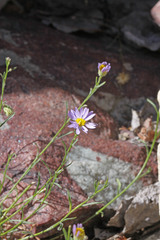 Erigeron arenarioides