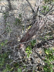Arctostaphylos rudis