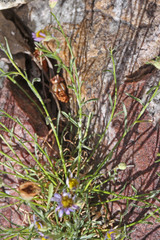 Erigeron arenarioides