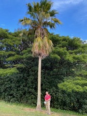Pritchardia maideniana