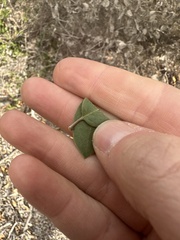 Arctostaphylos rudis