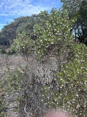 Arctostaphylos rudis