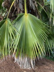 Pritchardia maideniana