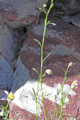 Erigeron arenarioides