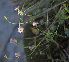 Erigeron arenarioides