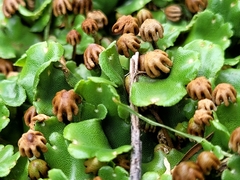 Marchantia