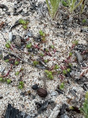 Loeflingia squarrosa