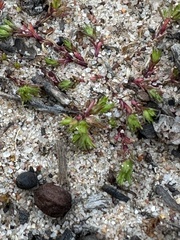 Loeflingia squarrosa