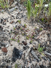 Loeflingia squarrosa