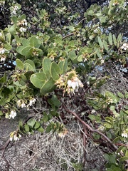 Arctostaphylos purissima purissima