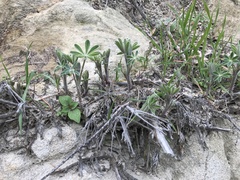 Lupinus formosus