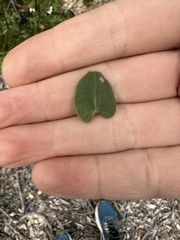 Arctostaphylos purissima purissima