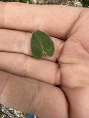 Arctostaphylos purissima purissima