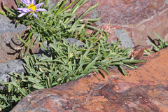Erigeron arenarioides