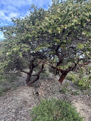 Arctostaphylos purissima purissima