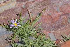 Erigeron arenarioides