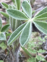 Lupinus formosus
