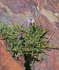 Erigeron arenarioides