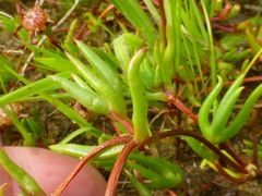 Lampranthus filicaulis