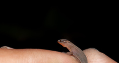 Lepidoblepharis miyatai