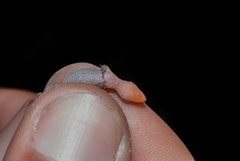 Lepidoblepharis miyatai
