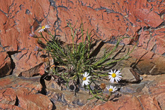 Erigeron arenarioides