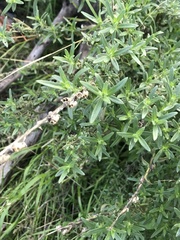 Sairocarpus multiflorus
