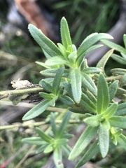 Sairocarpus multiflorus